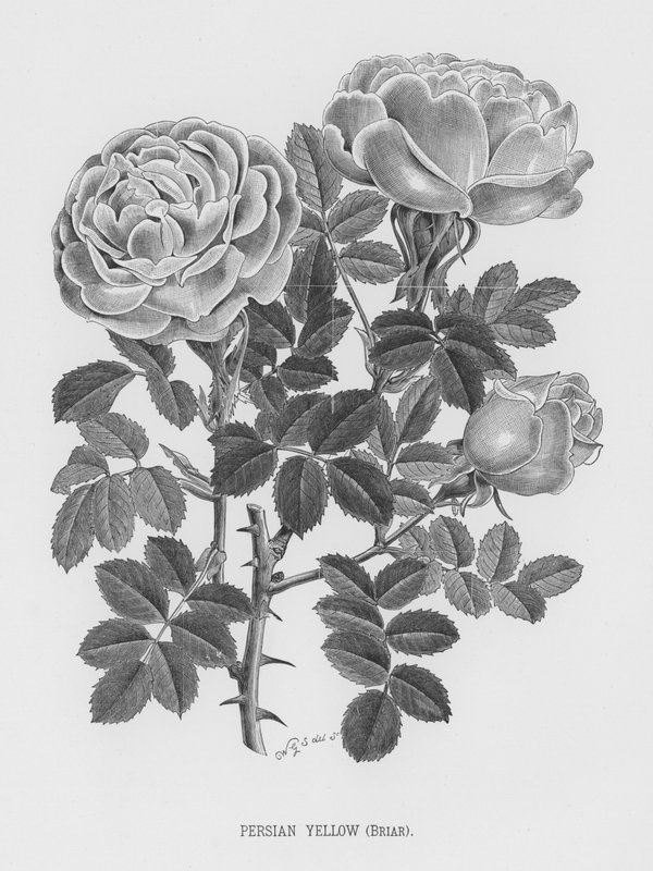 The Rose Garden: Persian Yellow, Briar by English School