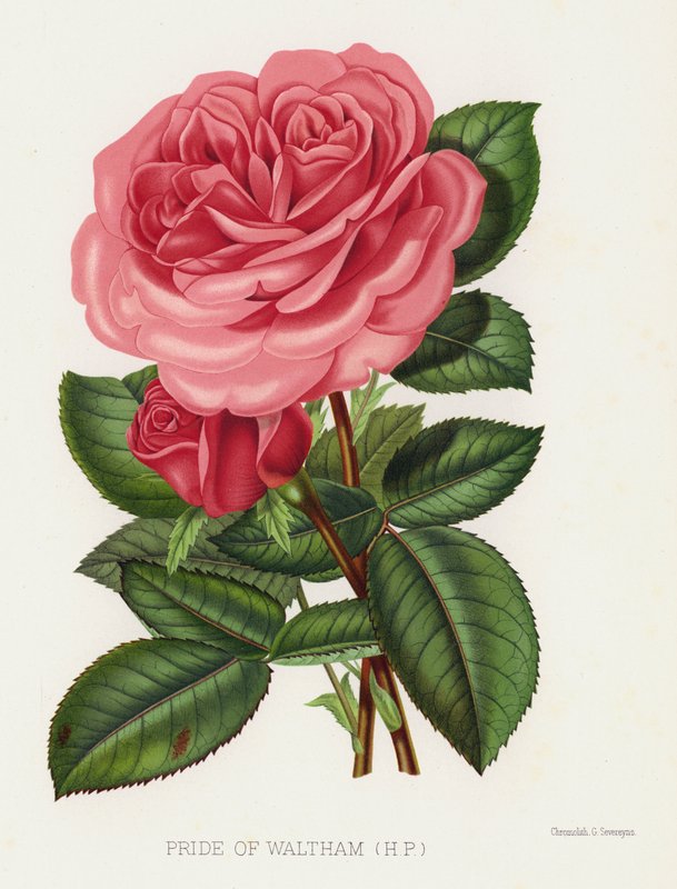 The Rose Garden: Pride of Waltham, HP by English School