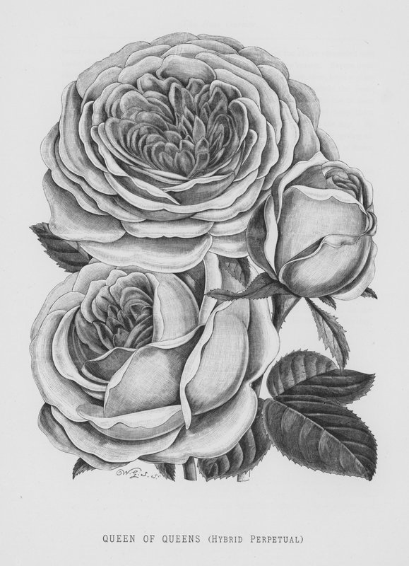 The Rose Garden: Queen of Queens, Hybrid Perpetual by English School