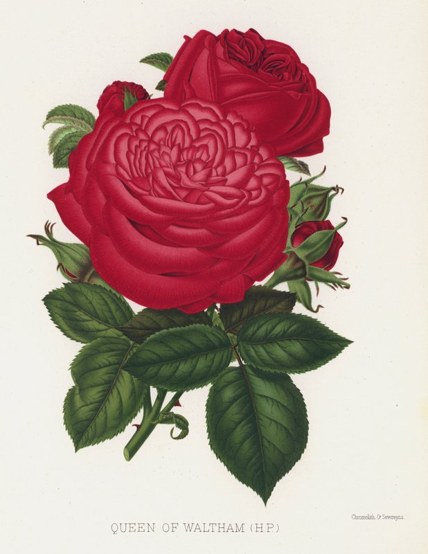 The Rose Garden: Queen of Waltham, HP by English School