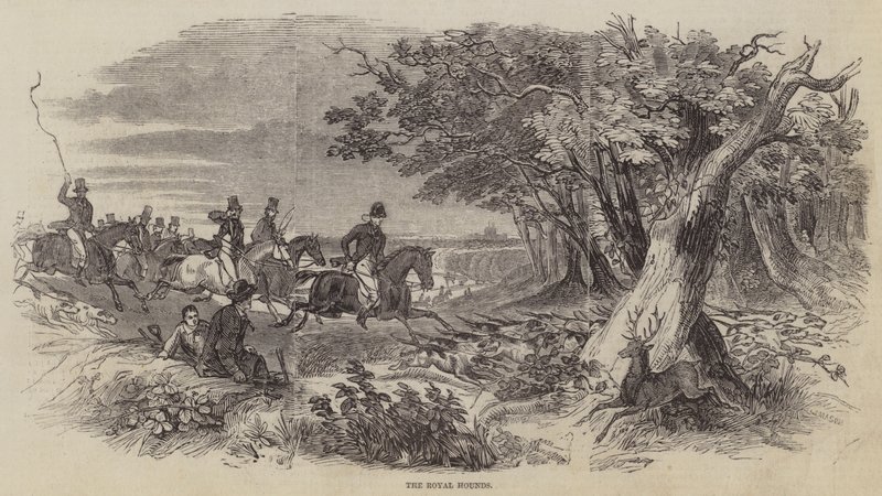 The Royal Hounds by English School