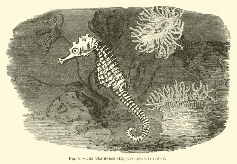 The Sea-horse, Hippocampus brevirostris by English School