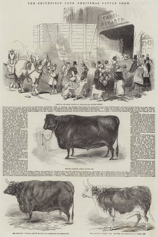 The Smithfield Club Christmas Cattle Show by English School
