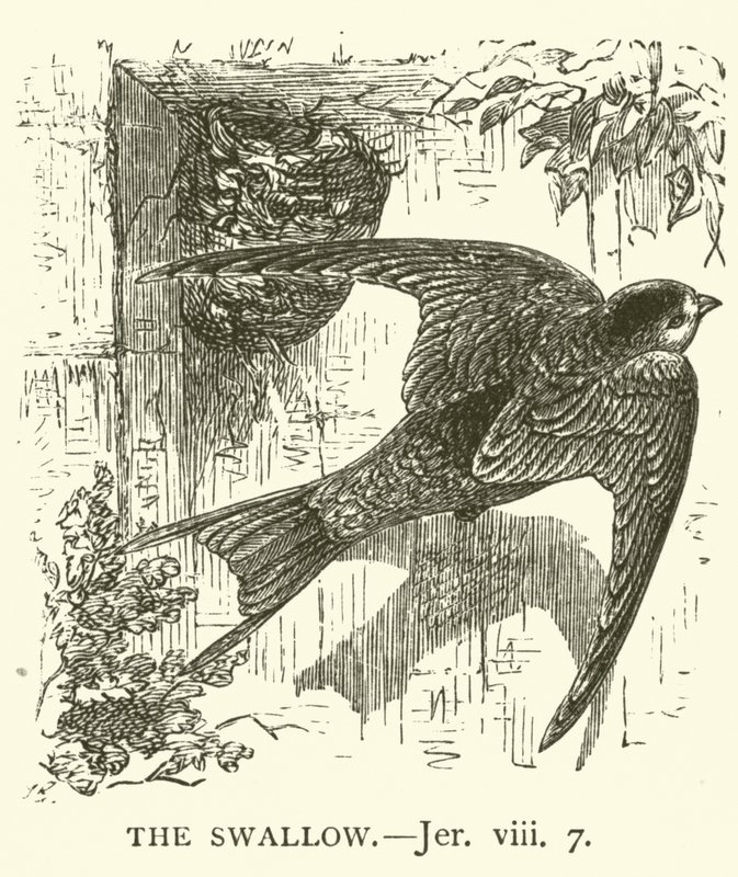 The Swallow, Jer, viii, 7 by English School