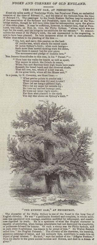 The Sydney Oak, at Penshurst by English School