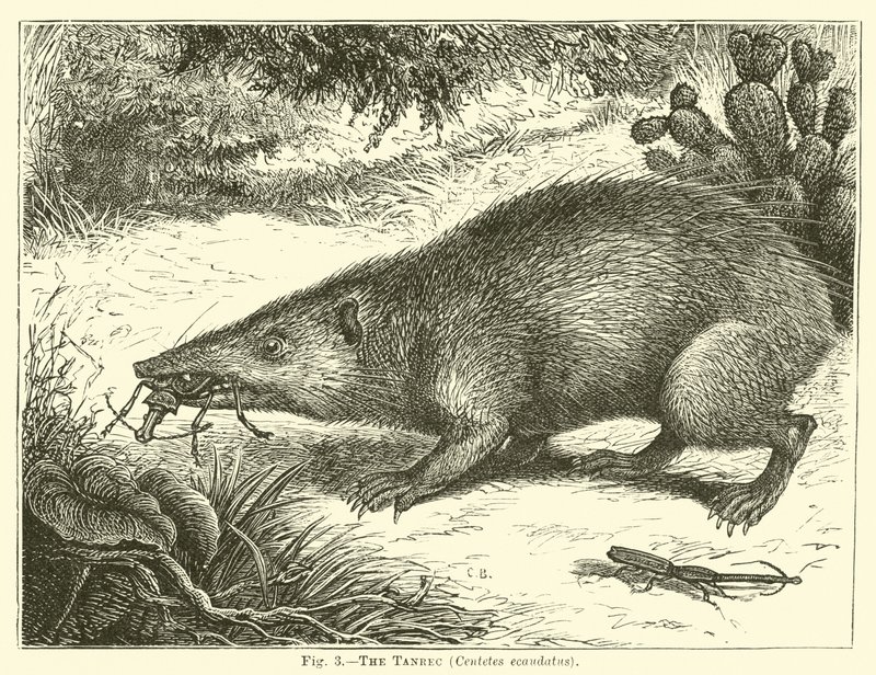 The Tanrec, Centetes ecaudatus by English School