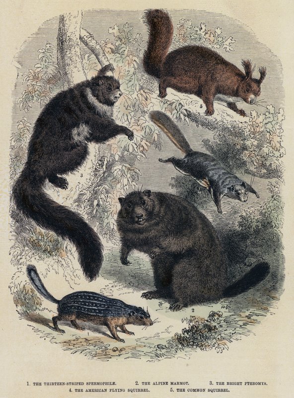 The Thirteen-Striped Spermophile, The Alpine Marmot, The Bright Pteromys, The American Flying Squirrel, The Common Squirrel by English School