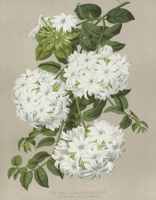 The Very Slender Jasmine, Jasminum Gracillimum by English School