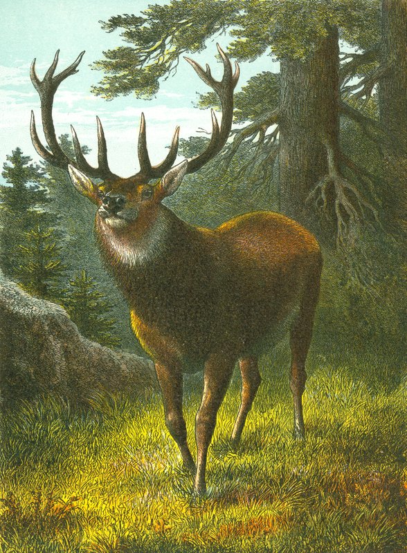 The Wapiti by English School