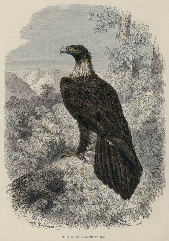 The Wedge-Tailed Eagle by English School