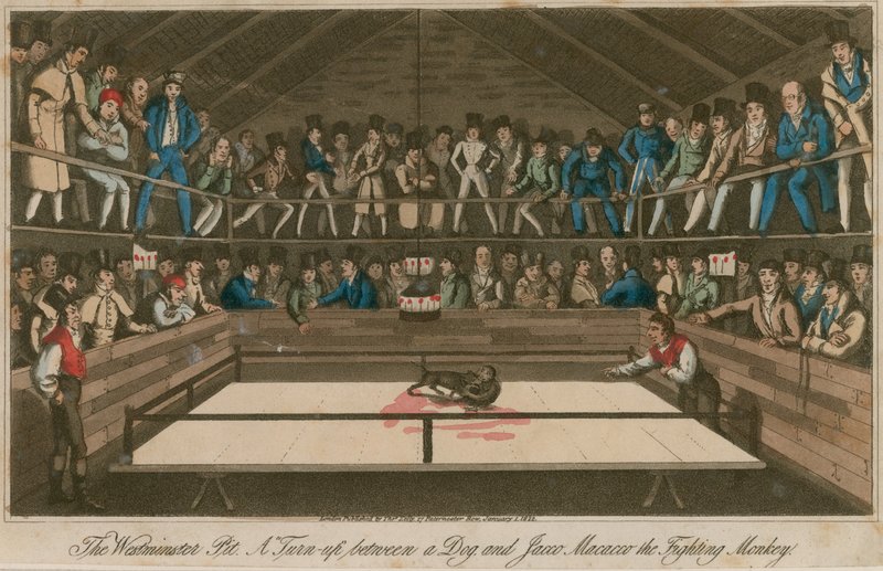 The Westminster Pit: A Turn-Up Between a Dog and Jacco Macacco, the Fighting Monkey by English School