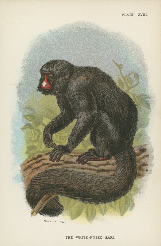 The White-Nosed Saki by English School