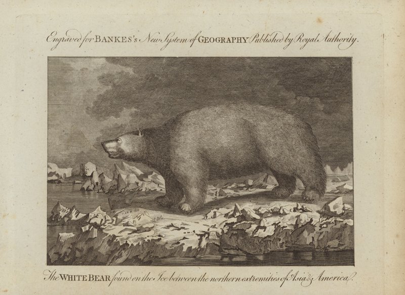 The White Bear by English School