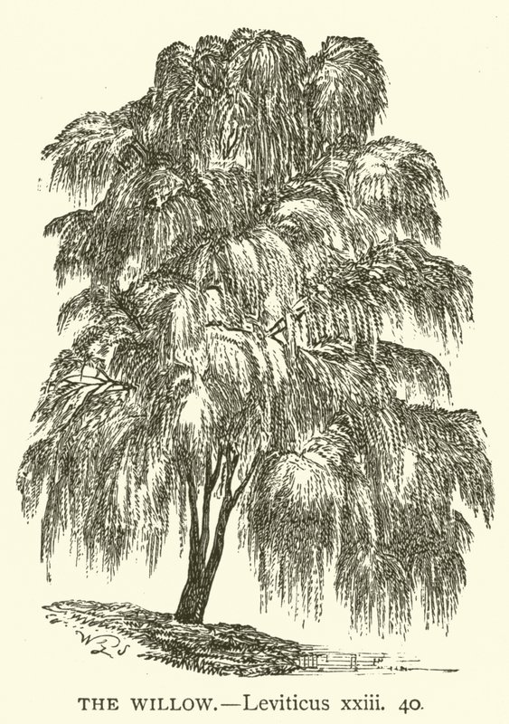The Willow, Leviticus, xxiii, 40 by English School