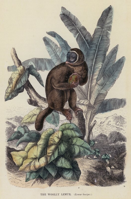 The Woolly Lemur, Lemur laniger by English School