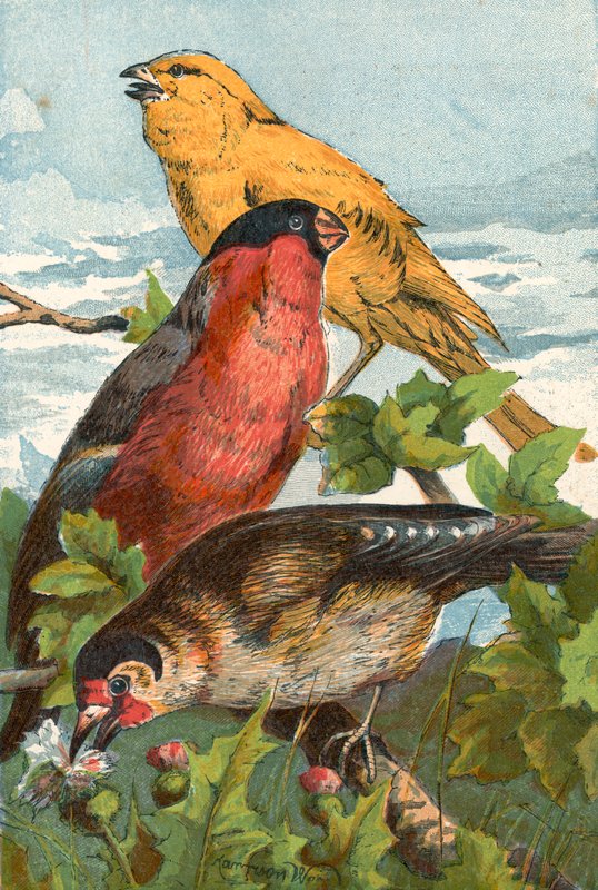 The Yellow Canary, Short-Billed Bullfinch, and Handsome Goldfinch by English School