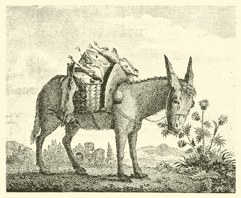 The ass eating thistles by English School