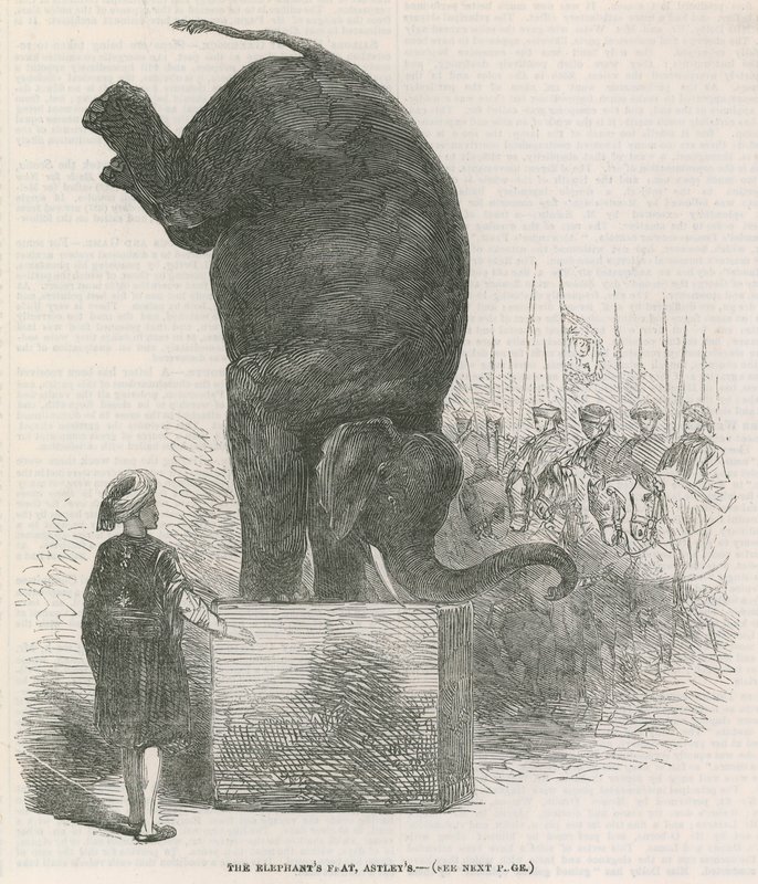 The elephants feat, Astleys, London by English School