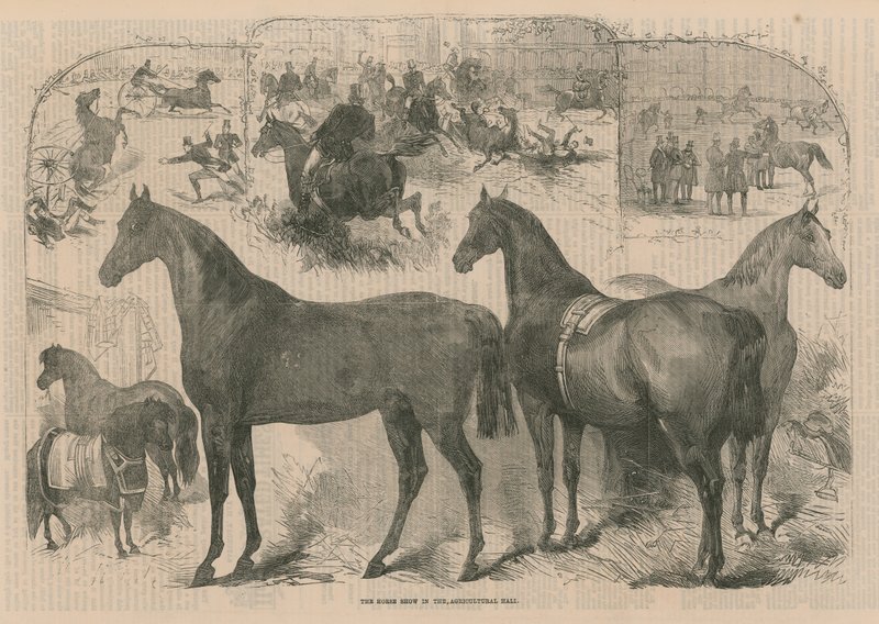 The Horse Show in the Agricultural Hall by English School