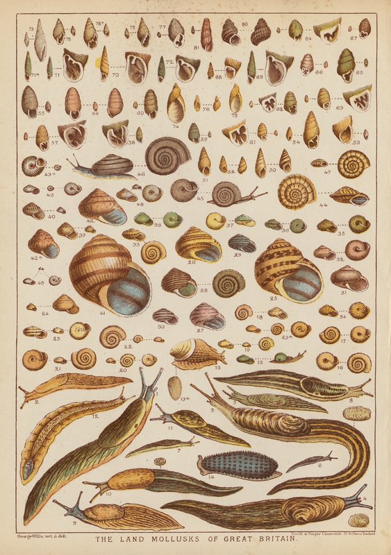 The Land Mollusks of Great Britain by English School