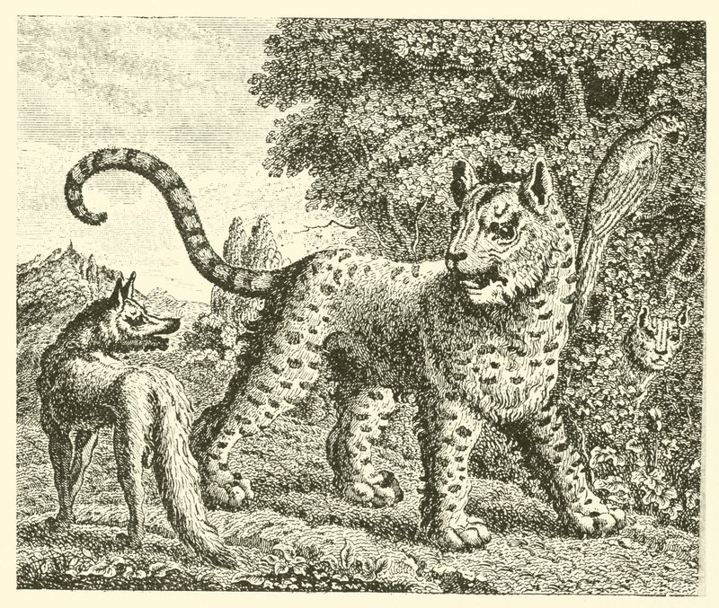 The leopard and the fox by English School