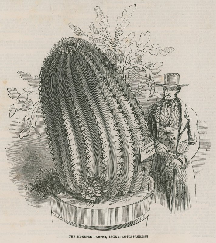 The Monster Cactus (Echinocactus Stainesh) at the Royal Gardens, Kew, London by English School