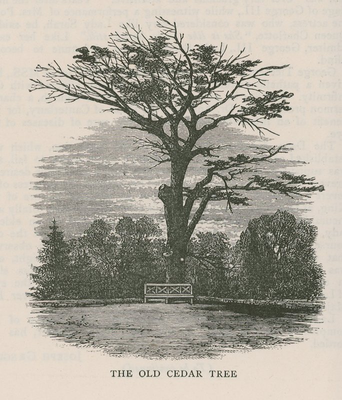 The Old Cedar Tree, Holland House by English School
