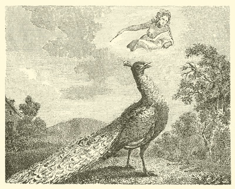 The Peacock