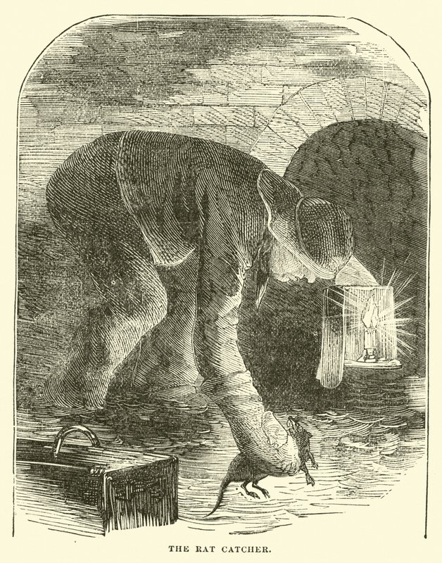 The rat catcher by English School