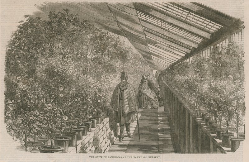 The Show of Camellias at the Vauxhall Nursery by English School