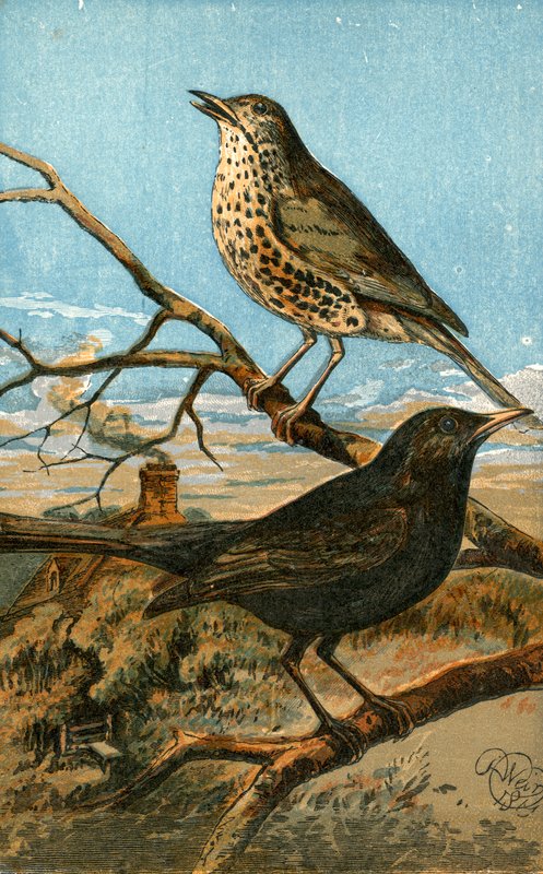 The Speckle-Breasted Thrush and Yellow-Billed Blackbird by English School