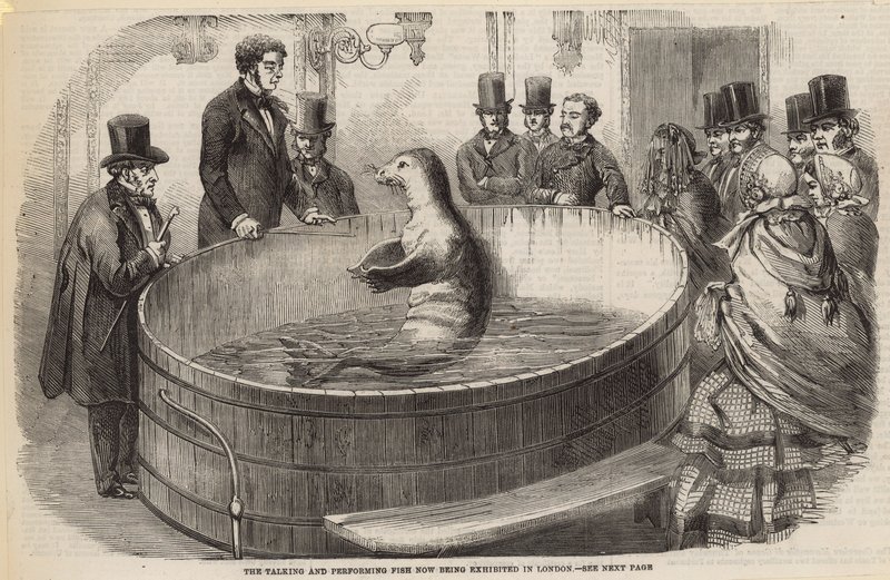 The Talking and Performing Fish Now Being Exhibited in London by English School