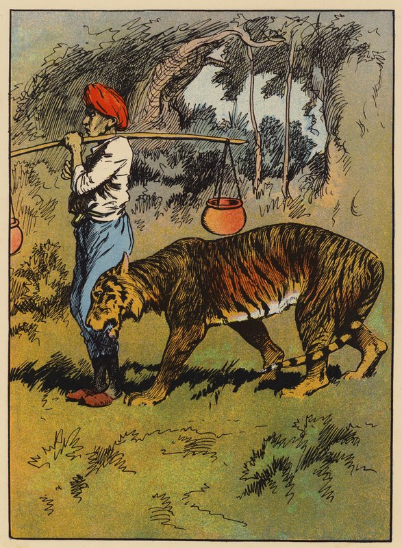 The tiger rubs himself against the man