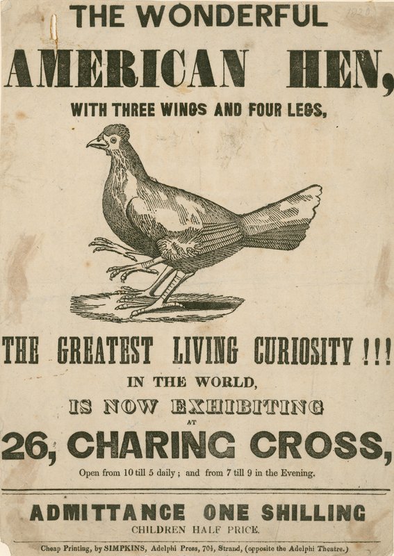 The Wonderful American Hen, with Three Wings and Four Legs by English School