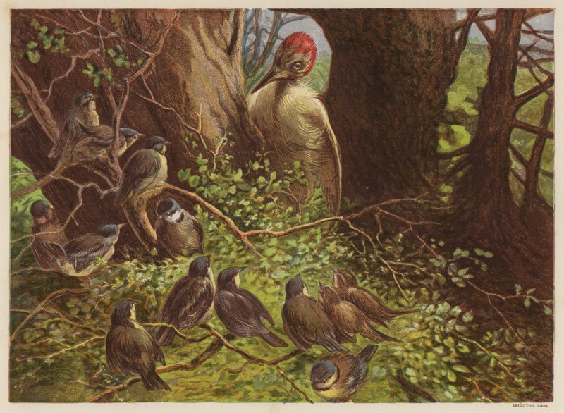 The Woodpecker Tapping the Hollow Beech Tree by English School