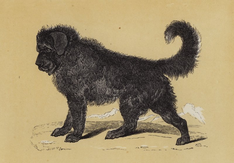Thibet Dog by English School