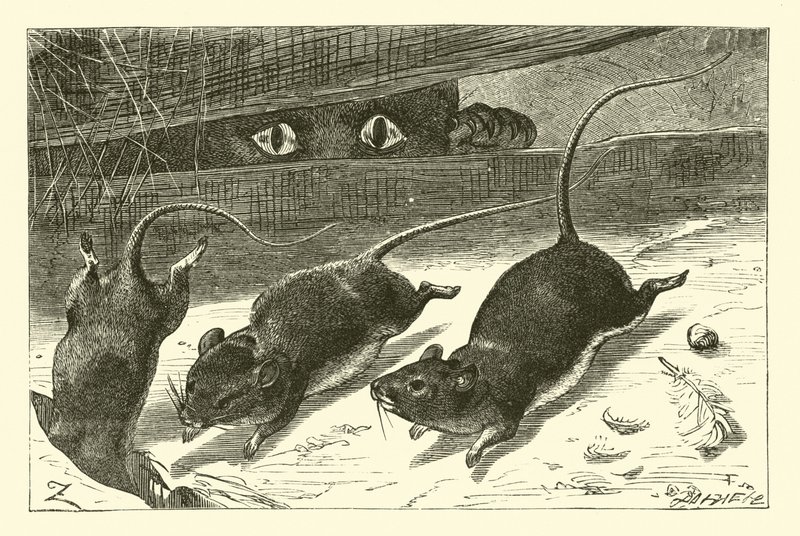 Three Little Mice by English School