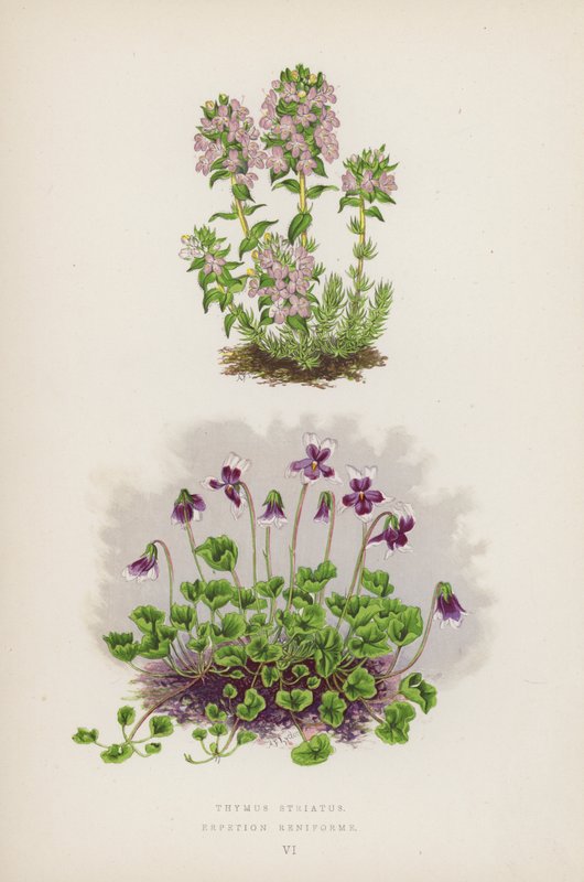 Thymus Striatus; Erpetion Reniforme by English School