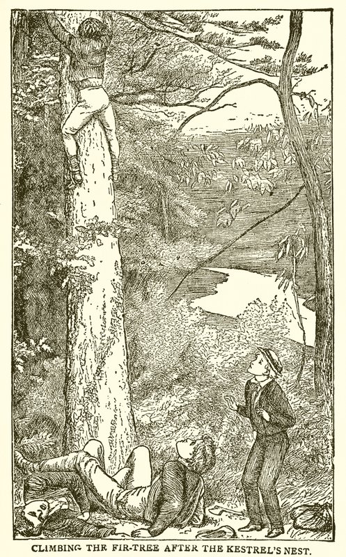 Tom Brown
