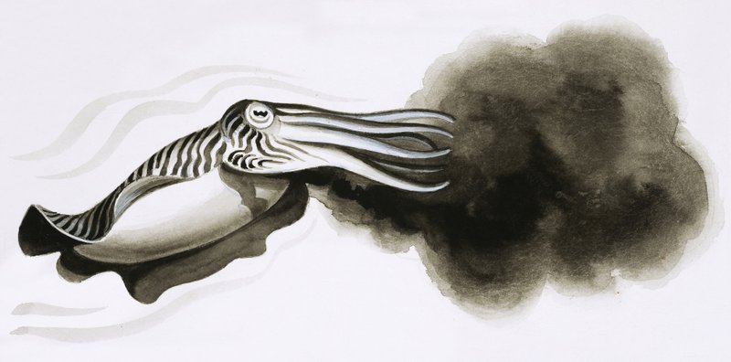 Tooth and Claw: Weapons of War. Cuttle fish by English School