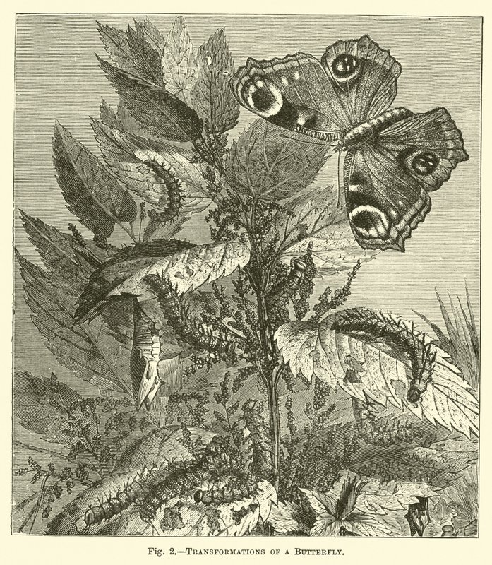 Transformations of a Butterfly by English School