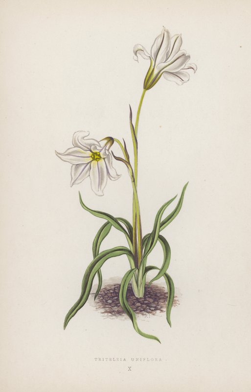 Triteleia Uniflora by English School