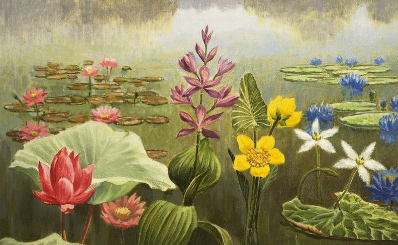 Tropical Water-Plants by English School