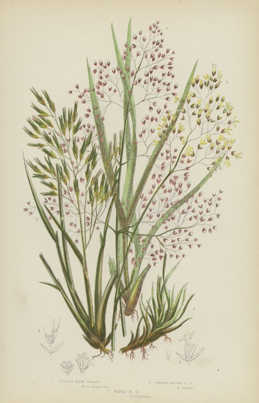 Tufted Hair Grass, Smooth Alpine Hair Grass, Waved Hair Grass by English School