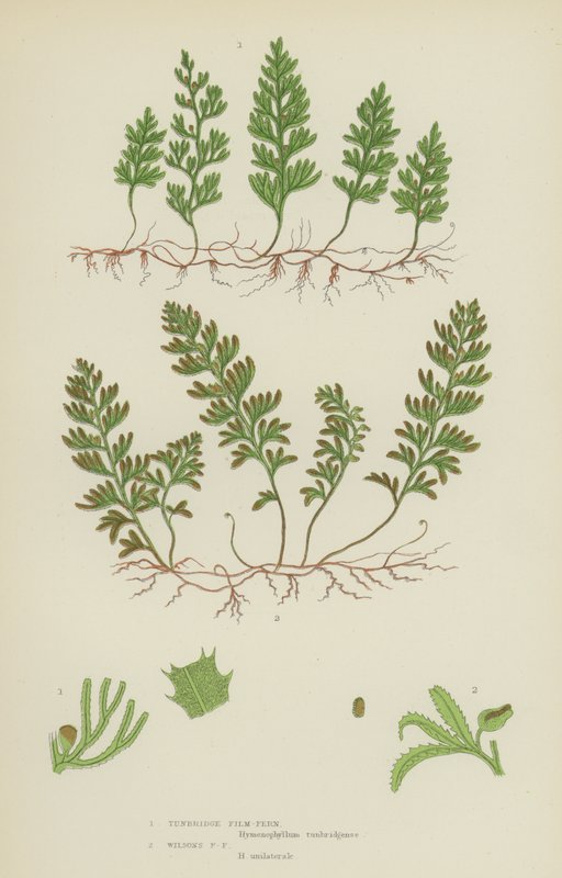 Tunbridge Film-Fern, Wilsons Film-Fern by English School