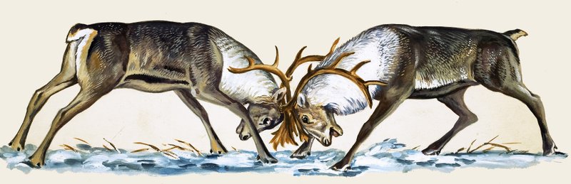 Two Reindeer Lock Antlers by English School