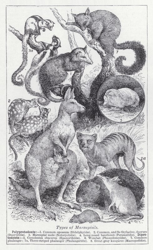 Types of marsupials by English School