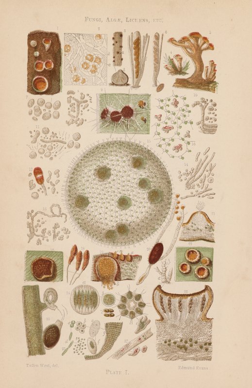Under the Microscope: Fungi, Algae, Lichens, etc by English School