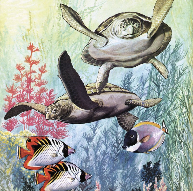 Undersea World by English School