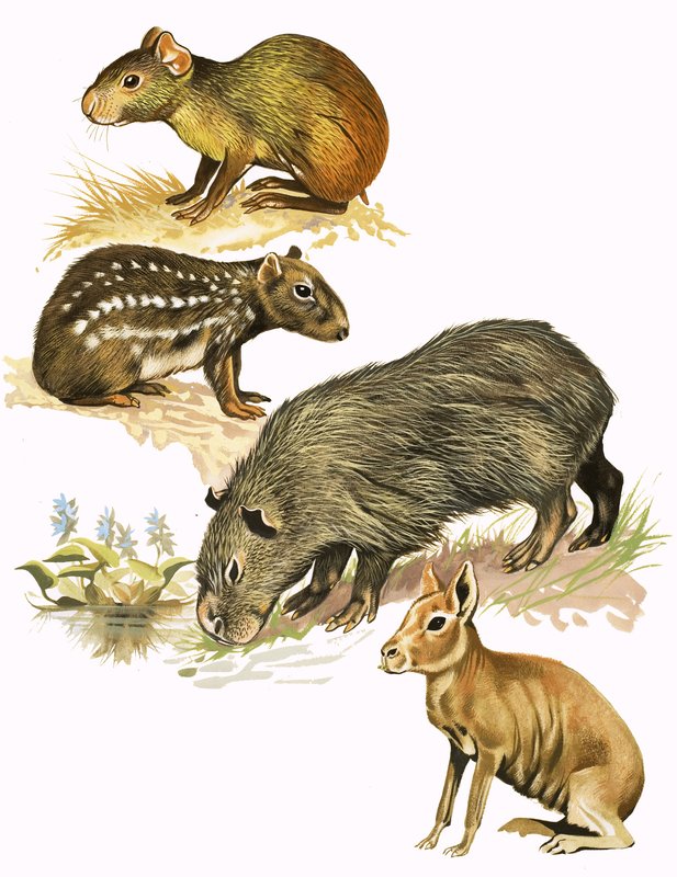 Unidentified Animals Montage by English School